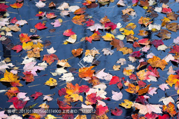 秋天樹葉的顏色-匯圖網(wǎng) www.fosd68.com 秋天樹葉的顏色