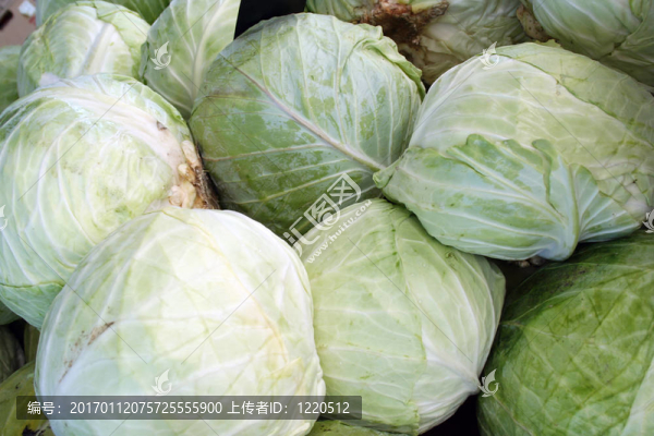 卷心菜