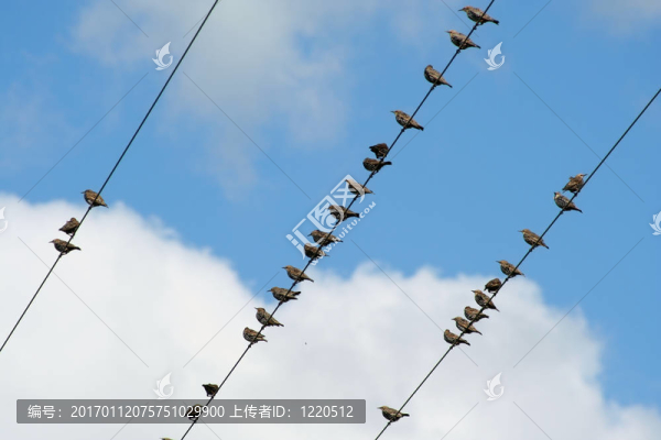 電線上的鳥