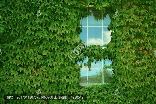 常春藤覆蓋的建筑