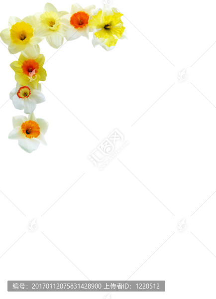 水仙花角布置