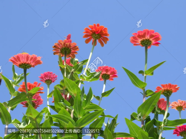 美麗的Garden,Flowers