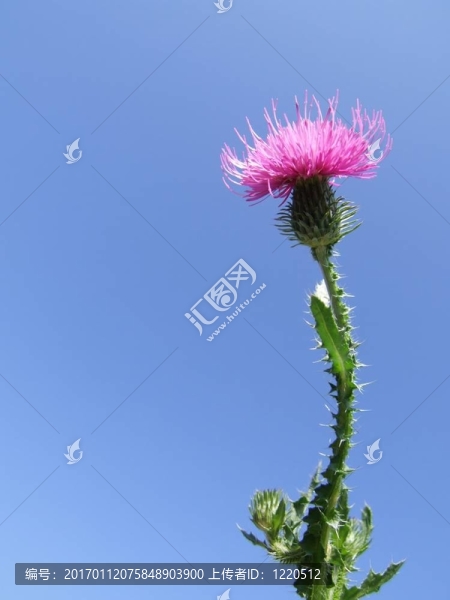 奶薊