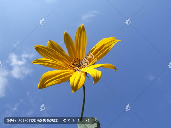 黃色的花