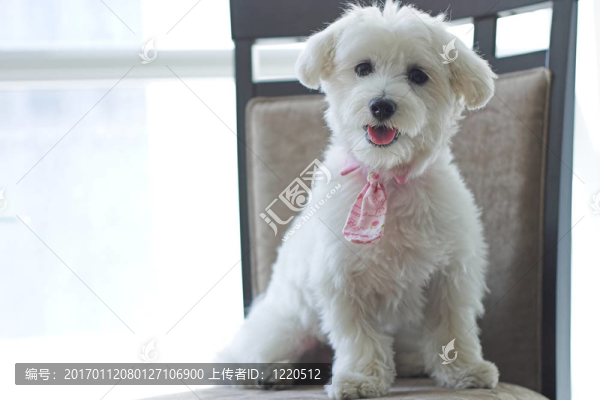 狗時裝