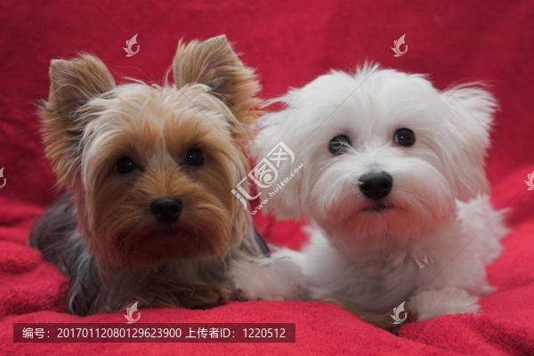 可愛的小狗