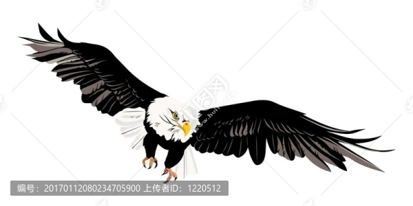 禿頭鷹