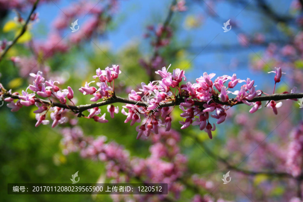 櫻花的花