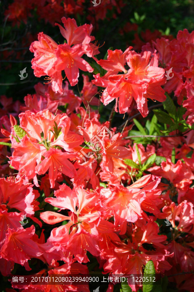杜鵑花杜鵑