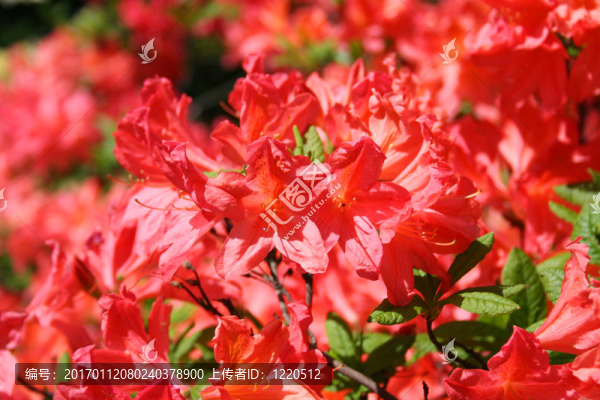 杜鵑花杜鵑