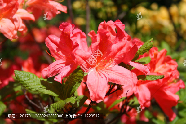 杜鵑花杜鵑