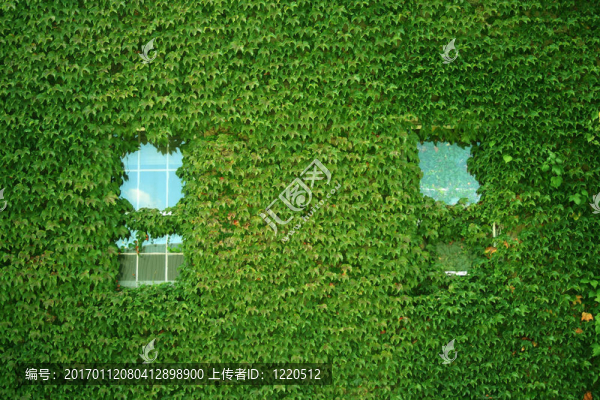 常春藤覆蓋的建筑