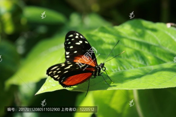 蝴蝶-匯圖網(wǎng) www.fosd68.com 蝴蝶