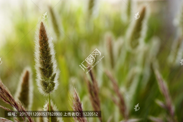 野生植被