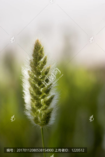 野生植被