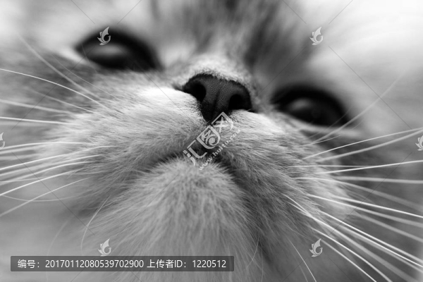 鼻子
