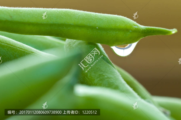 青豆