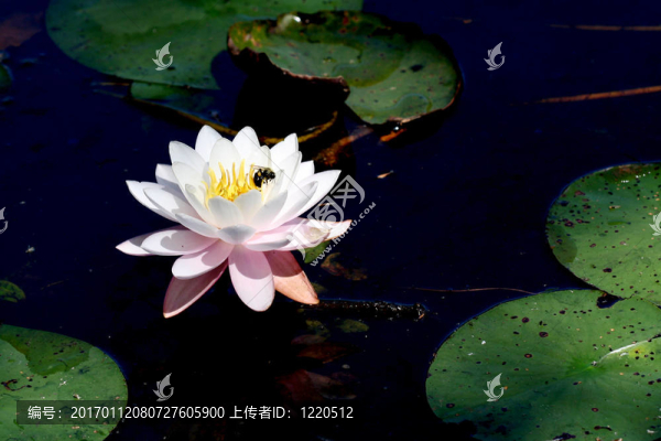 大黃蜂在水百合