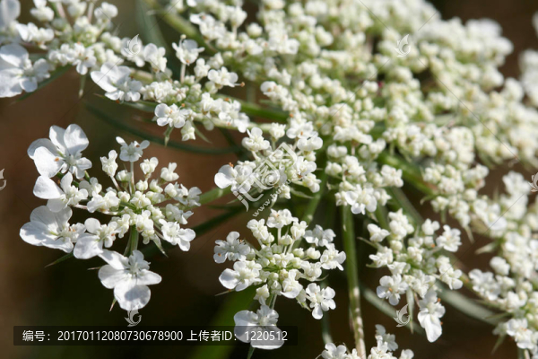 鐵杉在開花