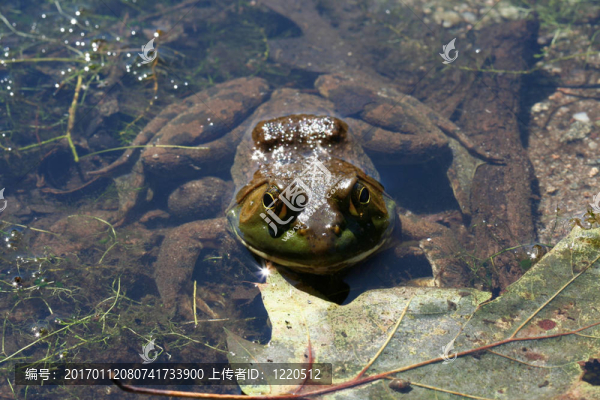 池塘里的青蛙