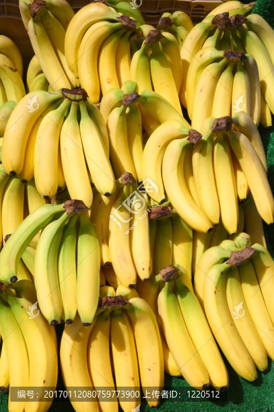 串香蕉-匯圖網(wǎng) www.fosd68.com 串香蕉