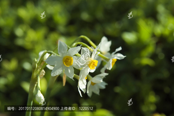 水仙