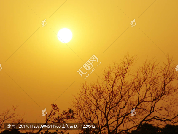 太陽和光禿禿的樹枝