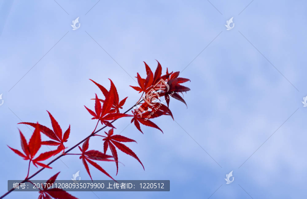 楓葉的樹枝