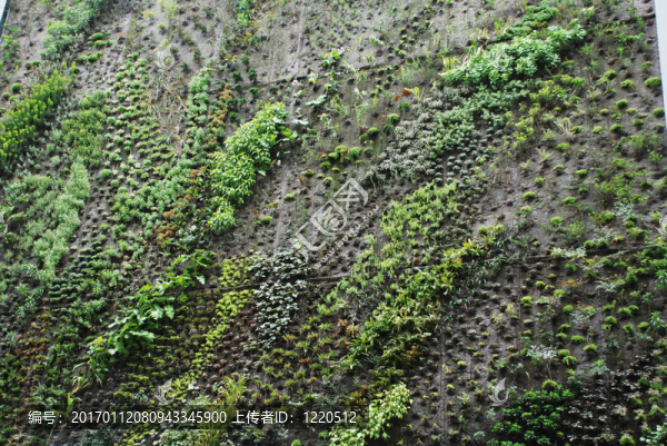 植物的質(zhì)感