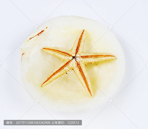 海星