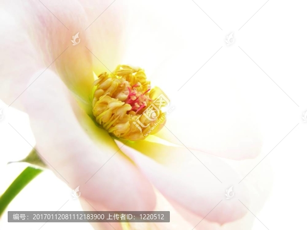 柔和的粉紅色玫瑰