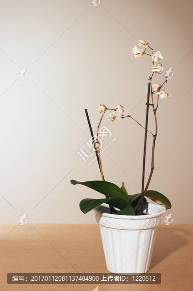 死去的蘭花