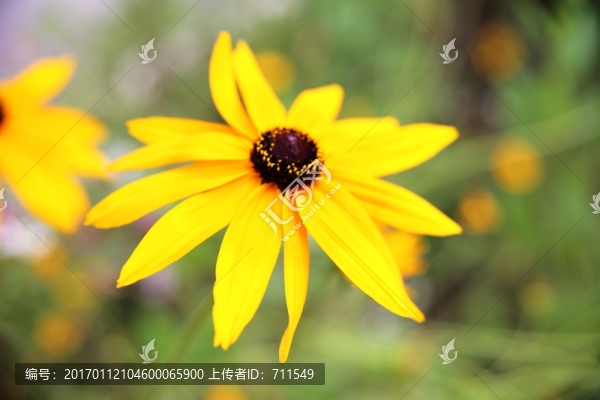 波斯菊