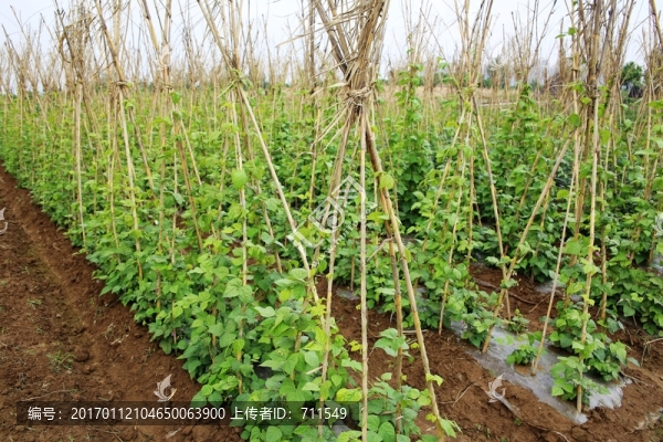蔬菜地豆角架
