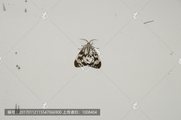 墻壁上黑白相間的飛蛾蝴蝶