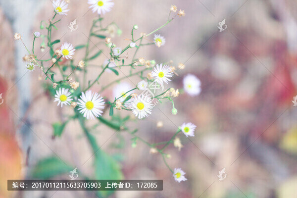 白色小花