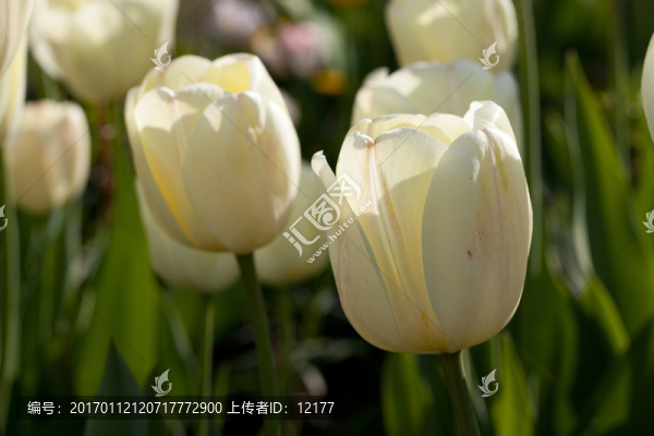 郁金香