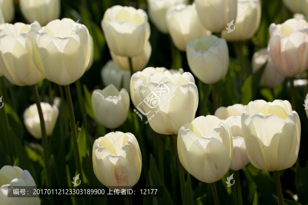 白色郁金香