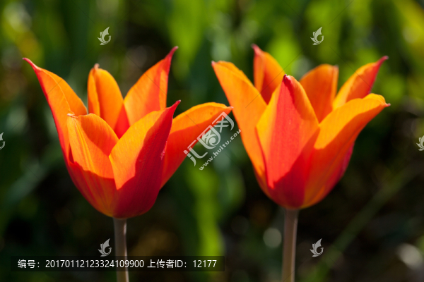郁金香