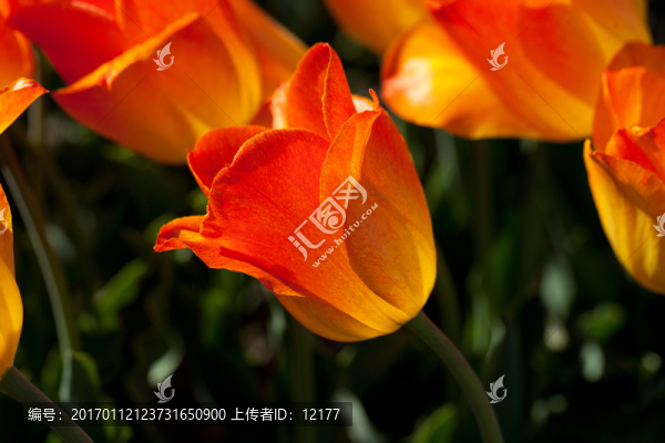 郁金香