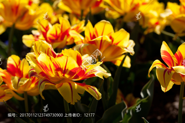 郁金香