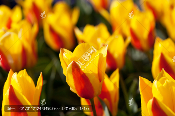 郁金香