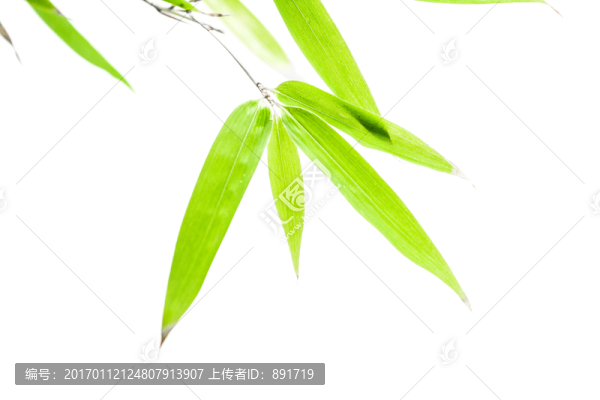 竹葉高清,竹林高清,竹枝