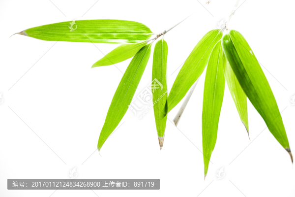 竹葉高清,竹林高清,竹枝