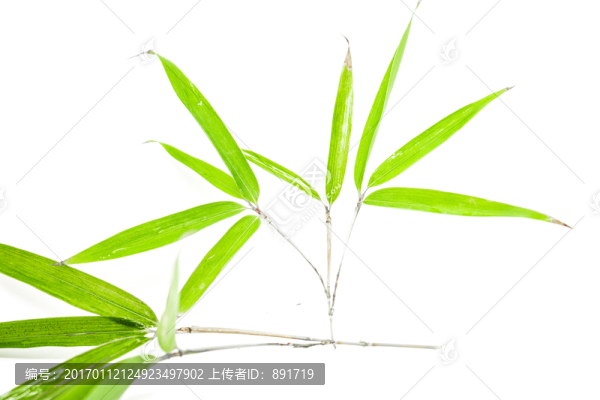 竹葉高清,竹林高清,竹枝