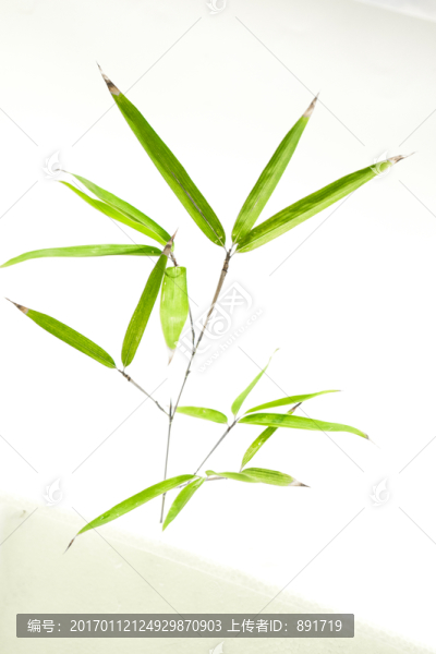 竹葉高清,竹林高清,竹枝