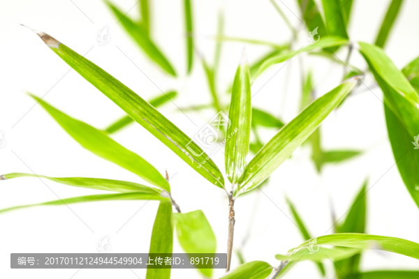 竹葉高清,竹林高清,竹枝