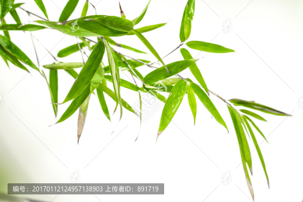 竹葉高清,竹林高清,竹枝