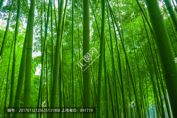 竹林素材,竹林背景,竹林高清