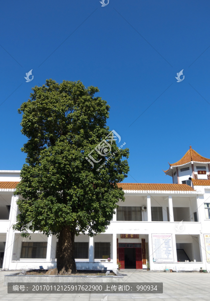 陽西,大垌山